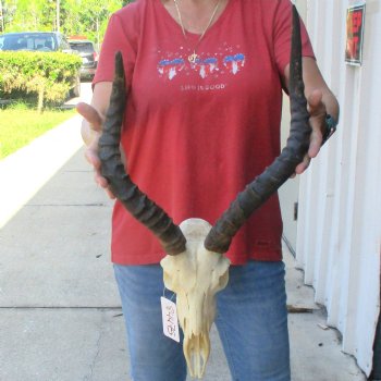 B-grade African impala skull with horns 16 & 18" for $85