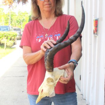 B-grade African impala skull with horns 16 & 18" for $85