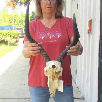 B-grade African impala skull with horns 16 & 18" for $85