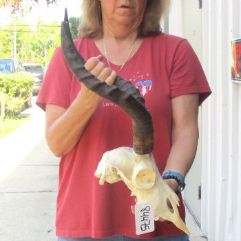 B-grade African impala skull with horns 16 & 18" for $85