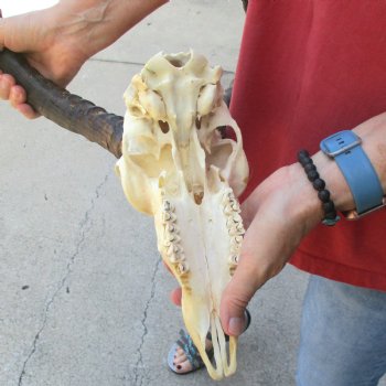 B-grade African impala skull with horns 16 & 18" for $85
