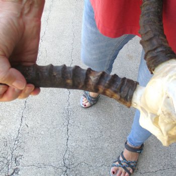 B-grade African impala skull with horns 16 & 18" for $85