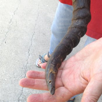 B-grade African impala skull with horns 16 & 18" for $85