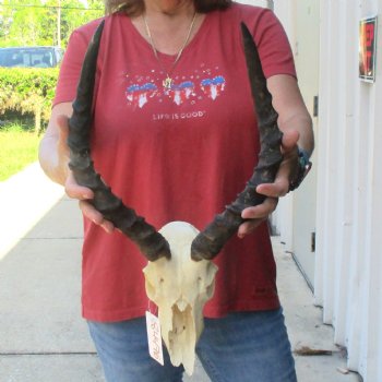 C-Grade Impala Skull with 15" Horns - $60