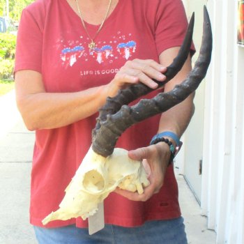 C-Grade Impala Skull with 15" Horns - $60