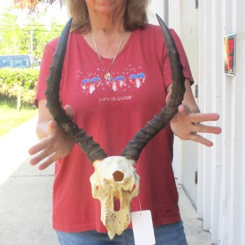 C-Grade Impala Skull with 15" Horns - $60