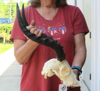 C-Grade Impala Skull with 15" Horns - $60