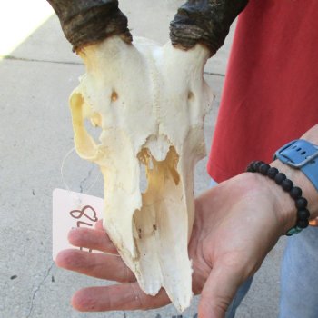 C-Grade Impala Skull with 15" Horns - $60