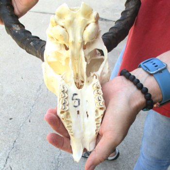 C-Grade Impala Skull with 15" Horns - $60