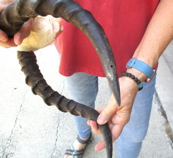 C-Grade Impala Skull with 15" Horns - $60