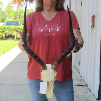 C-Grade Impala Skull with 19" Horns - $70