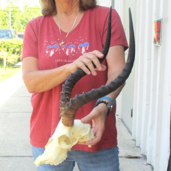 C-Grade Impala Skull with 19" Horns - $70