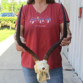 C-Grade Impala Skull with 19" Horns - $70
