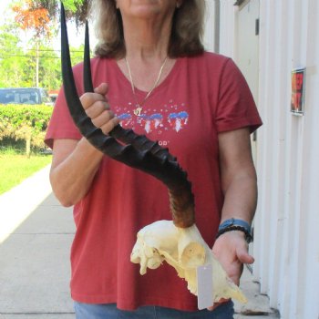 C-Grade Impala Skull with 19" Horns - $70