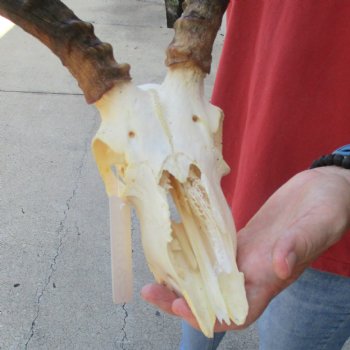 C-Grade Impala Skull with 19" Horns - $70