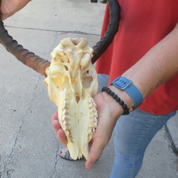 C-Grade Impala Skull with 19" Horns - $70