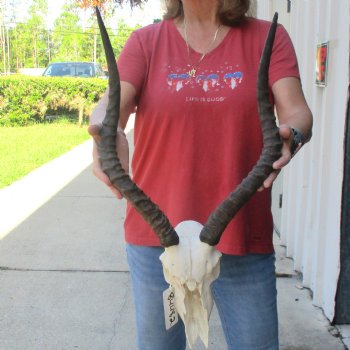 C-Grade Impala Skull with 19 & 20" Horns - $70