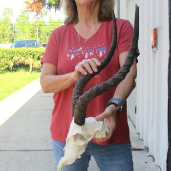 C-Grade Impala Skull with 19 & 20" Horns - $70