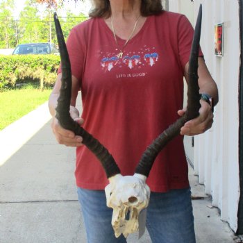C-Grade Impala Skull with 19 & 20" Horns - $70