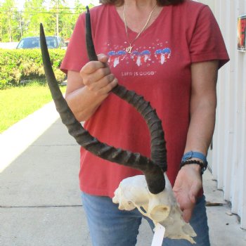 C-Grade Impala Skull with 19 & 20" Horns - $70