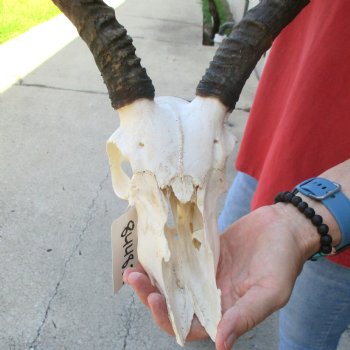 C-Grade Impala Skull with 19 & 20" Horns - $70