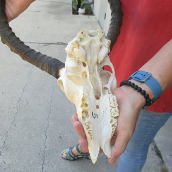 C-Grade Impala Skull with 19 & 20" Horns - $70