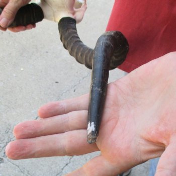 C-Grade Impala Skull with 19 & 20" Horns - $70