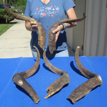 XXL Goat Horns 26 - 31 inches - 5 pc lot for $30/lot