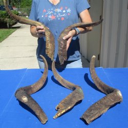 XXL Goat Horns 26 - 31 inches - 5 pc lot for $30/lot