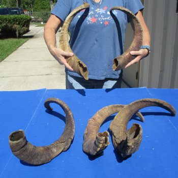 XXL Goat Horns 26 - 31 inches - 5 pc lot for $30/lot