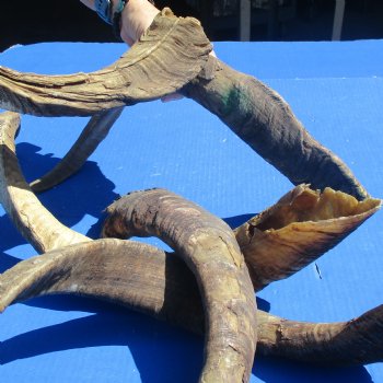 XXL Goat Horns 26 - 31 inches - 5 pc lot for $30/lot