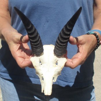 Mountain Reedbuck Skull Plate with 7" Horns - $20
