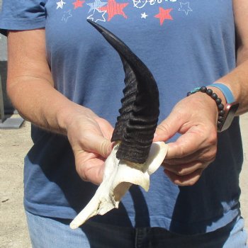 Mountain Reedbuck Skull Plate with 7" Horns - $20