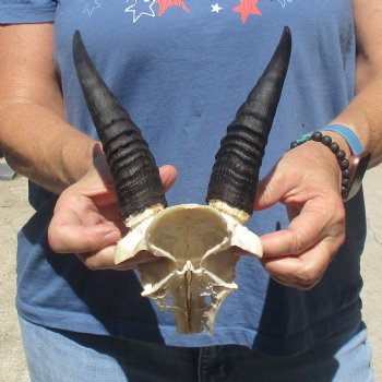 Mountain Reedbuck Skull Plate with 7" Horns - $20