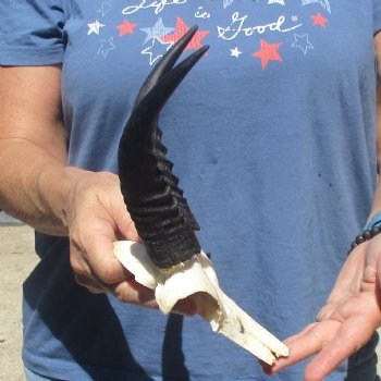 Mountain Reedbuck Skull Plate with 7" Horns - $20