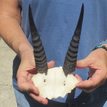 Mountain Reedbuck Skull Plate with 7" Horns - $20