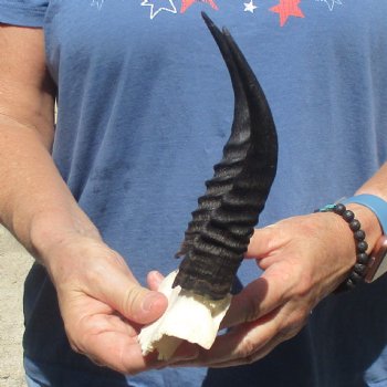 Mountain Reedbuck Skull Plate with 7" Horns - $20