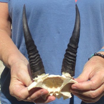 Mountain Reedbuck Skull Plate with 7" Horns - $20