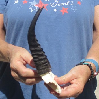 Mountain Reedbuck Skull Plate with 7" Horns - $20