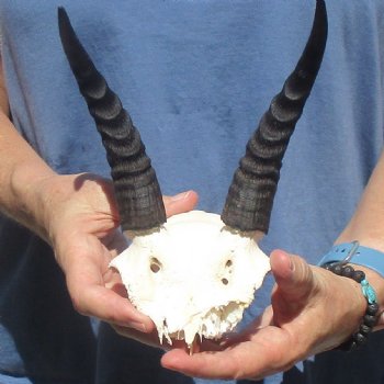 Mountain Reedbuck Skull Plate with 7" Horns - $20