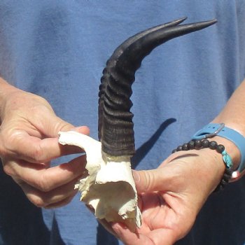 Mountain Reedbuck Skull Plate with 7" Horns - $20