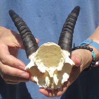 Mountain Reedbuck Skull Plate with 7" Horns - $20
