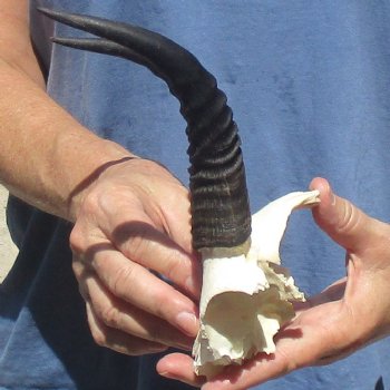 Mountain Reedbuck Skull Plate with 7" Horns - $20