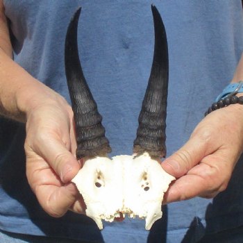 Mountain Reedbuck Skull Plate with 6" Horns - $20