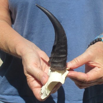 Mountain Reedbuck Skull Plate with 6" Horns - $20