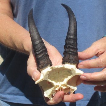 Mountain Reedbuck Skull Plate with 6" Horns - $20