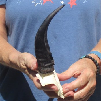 Mountain Reedbuck Skull Plate with 6" Horns - $20
