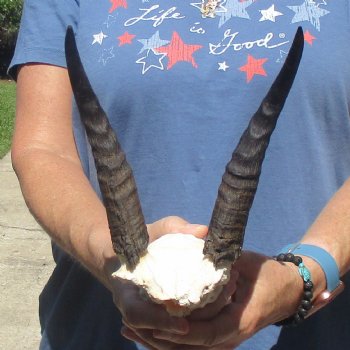 Mountain Reedbuck Skull Plate with 8" Horns - $20