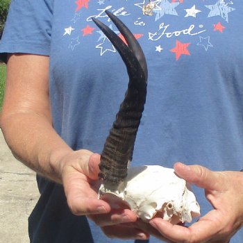 Mountain Reedbuck Skull Plate with 8" Horns - $20