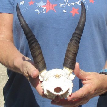 Mountain Reedbuck Skull Plate with 8" Horns - $20